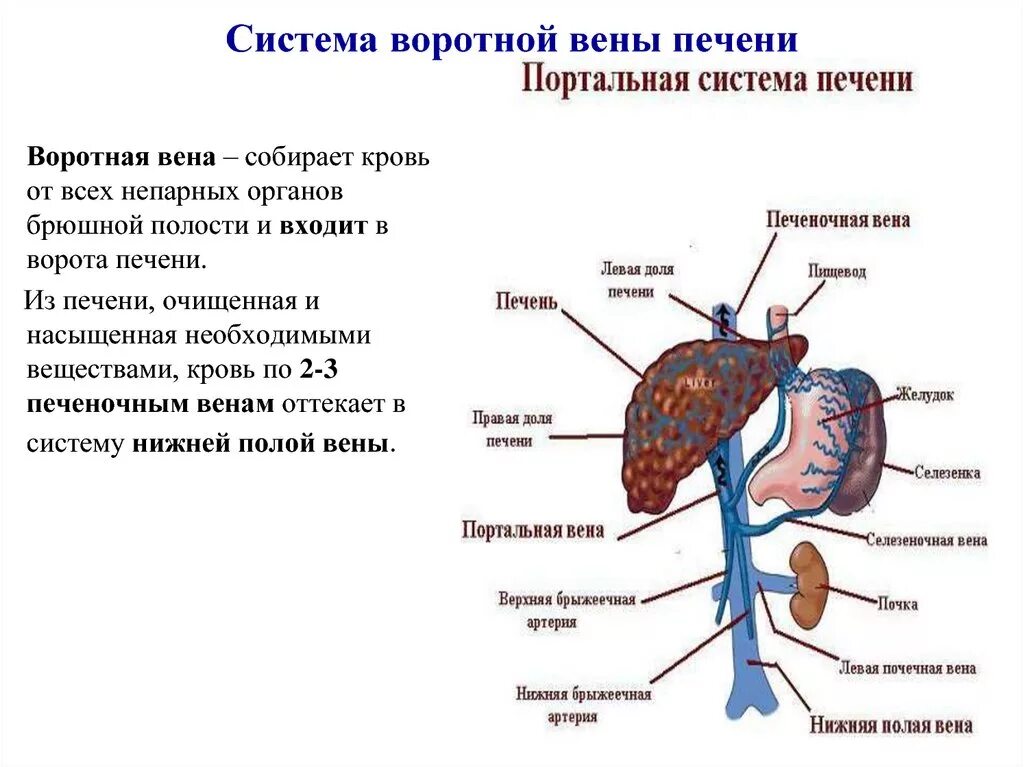 Система портальной вены анатомия. Воротная система печени анатомия. Воротная Вена печени анатомия.