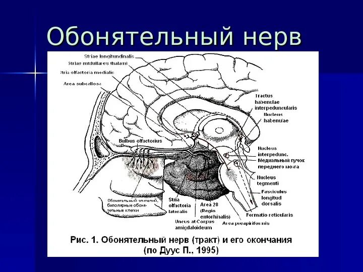 Обонятельное ядро. Обонятельный нерв анатомия строение. Обонятельный черепно-мозговой нерв. 1 Пара обонятельный нерв схема. Обонятельный путь анатомия.