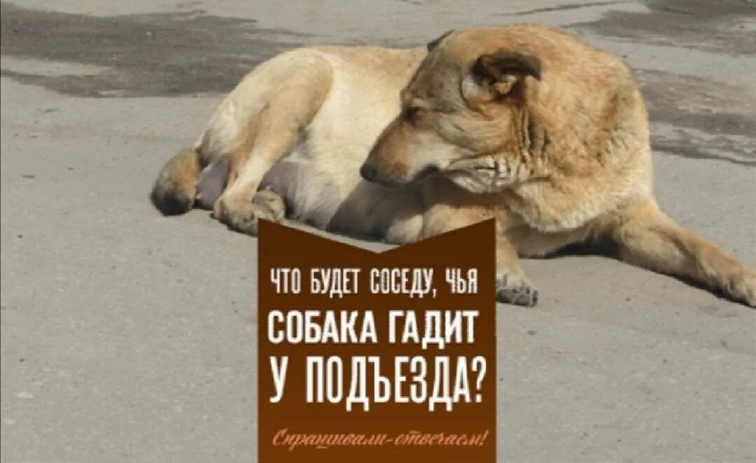 К чему воет собака под окном. Что будет соседскую собаку. Почему собаки гавкают. Лай собаки причины. Пес воет.