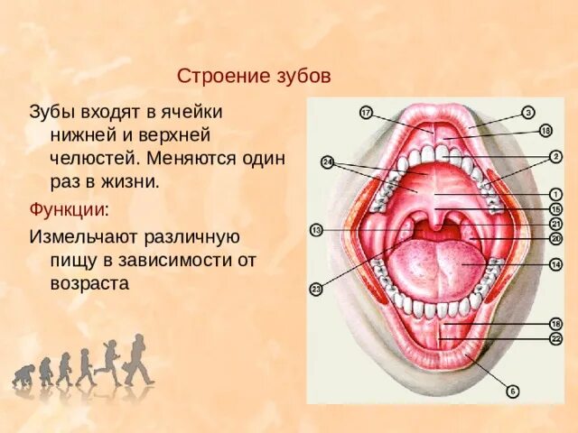 Входит зубы