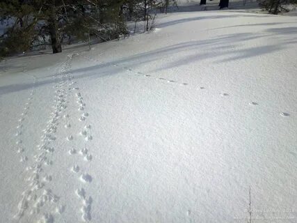 Следы белки на снегу