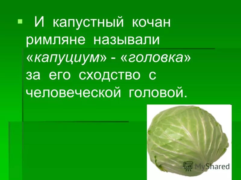 Как правильно качан или кочан капусты. Капустный кочан. Маленькие кочаны капусты название. Строение белокочанной капусты. Кочан капусты функции.