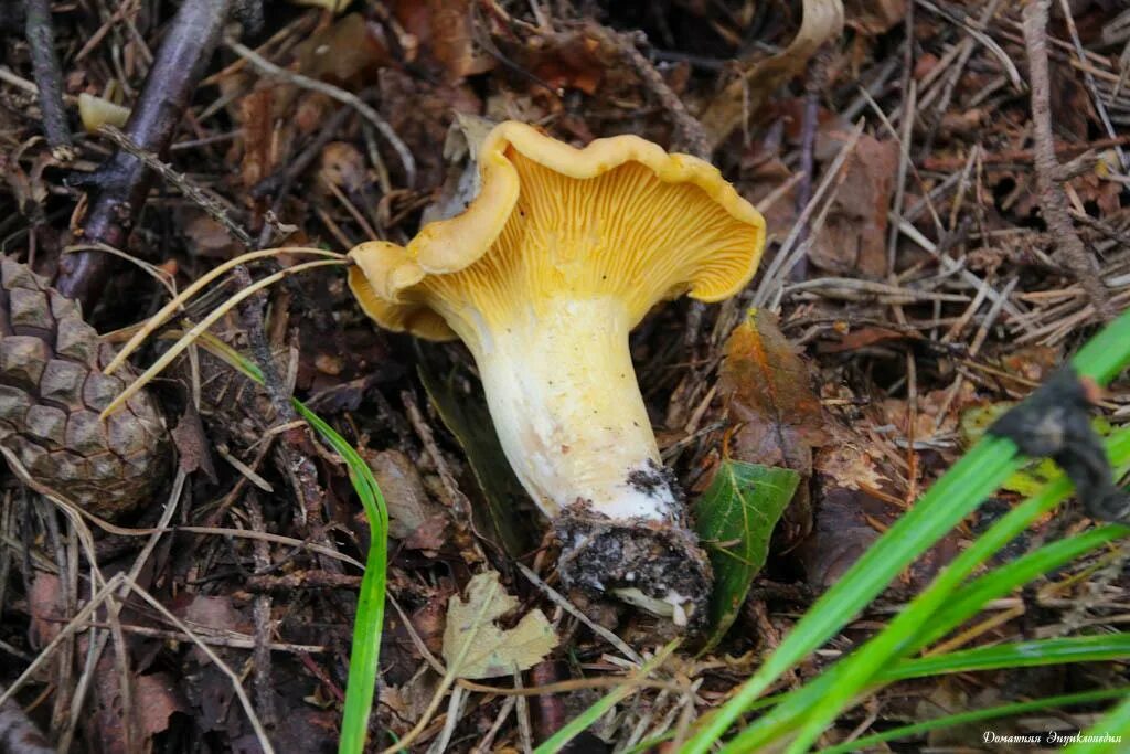 лисичка крымская гриб. лисички петушки. грибы петушки фото. розовые лисички грибы. лисички петушки.