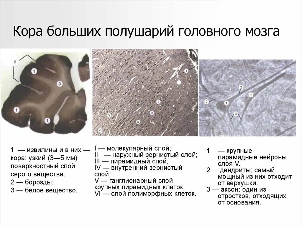 Гистология головного мозга. Гистология головного мозга