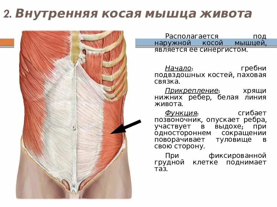 Передняя прямая мышца живота. Мышцы живота вид спереди. Поперечная мышца живота вид сбоку. Пирамидальная мышца живота анатомия. Функции прямой мышцы живота анатомия.