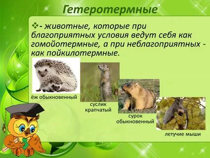 Гетеротермия это