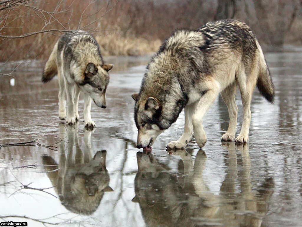 огромный волк на дороге. волк на водопое. волки вышли к людям. волки рыбинск. красивый волк.
