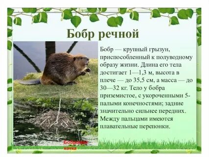 В какой среде обитает бобр
