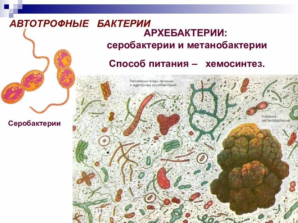 Автотрофные прокариоты. Автотрофные бактерии. Способ питания серобактерий. Серобактерии автотрофы. Метанобактерии.