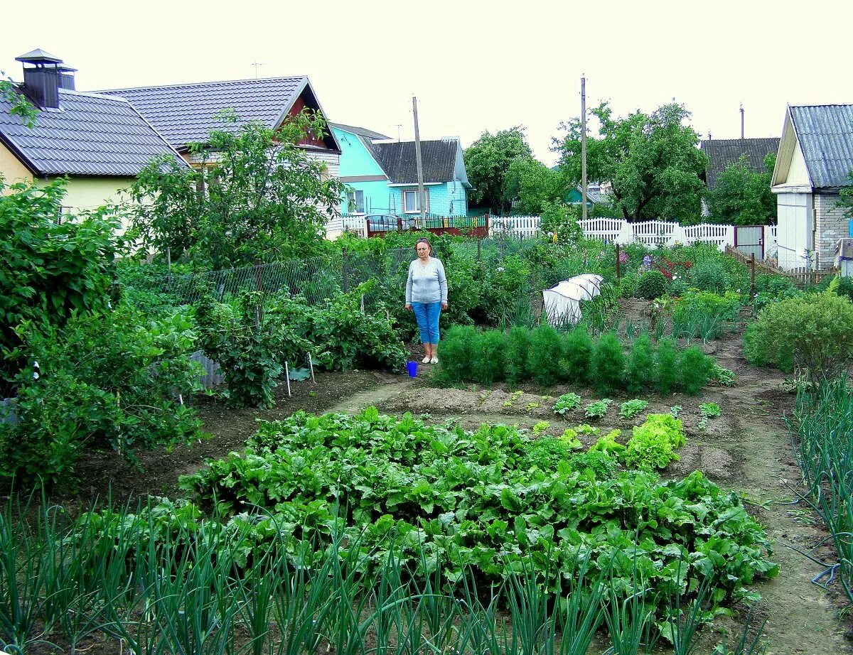 Покупка дачного участка посадка в огороде. Огород в деревне. Домик с огородом. Огород на даче. Домик в деревне с огородом.