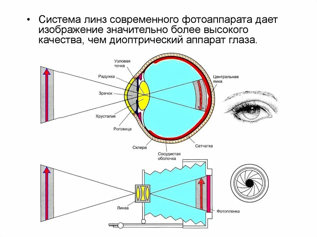 Система глазок. Диоптрический и аккомодационный аппарат глаза. Диоптрический аппарат глаза гистология. Функции диоптрического аппарата глаза. Диоптрический аппарат глаза состоит.