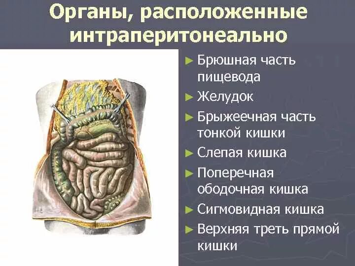 Брюшина толстой кишки. Органы расположенные экстраперитонеально. Расположение органов интраперитонеально. Тонкая кишка интраперитонеально. Отделы толстой кишки расположенный интраперитонеально.