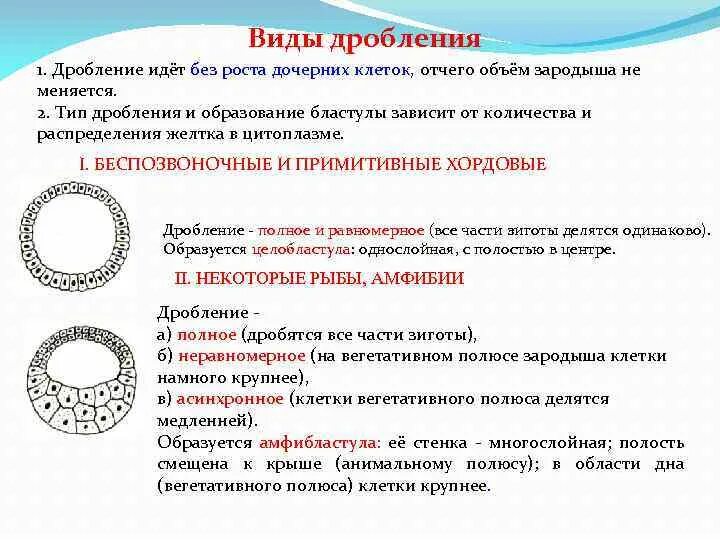 Типы яйцеклеток дробления и бластул. Типы дробления. типы бластул хордовых. типы дробления у животных. основные типы дробления.