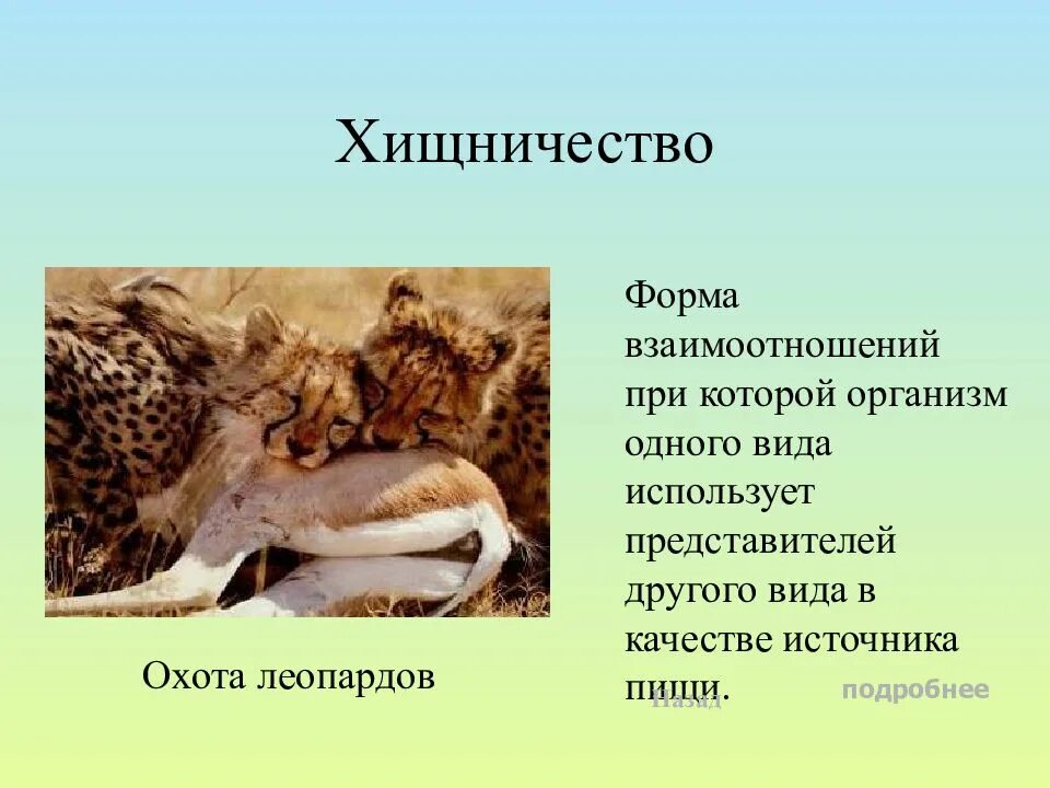 Хищничество в биоценозе. Паразитизм комменсализм. Взаимоотношение организмов хищничество. Тип взаимодействия хищничество.