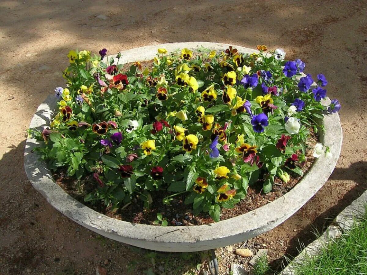 Клумбы, рабатки, бордюры, альпийская горка. Бархатцы на овощных грядках. Рабатка тунберга однолетник. Асимметричная рабатка. Приствольный круг яблони портулак.