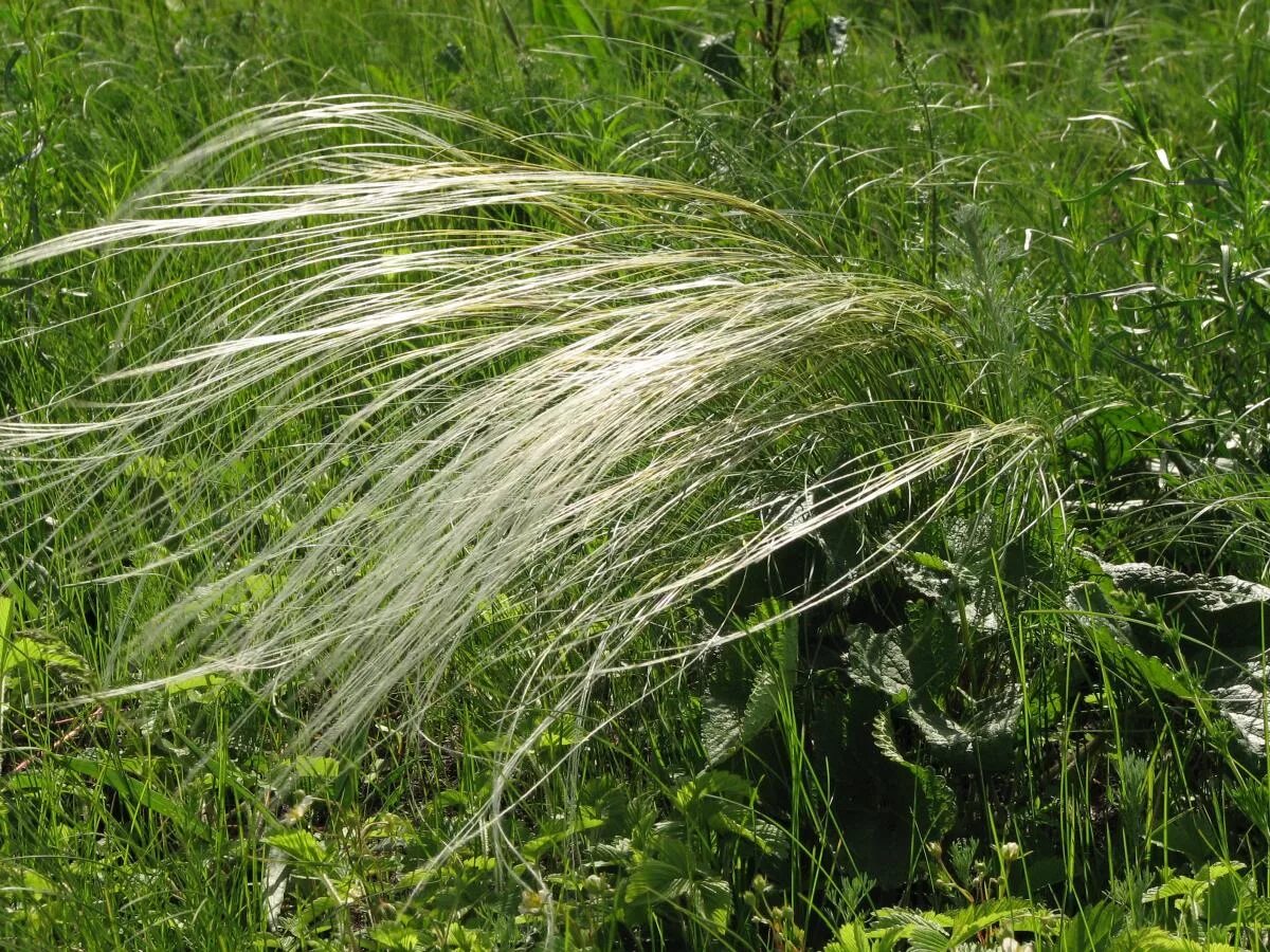 Соответствующее название ковыля. Ковыль перистый (Stipa pennata). Ковыль перистый (Stipa pennata l.). Ковыль (Stipa).