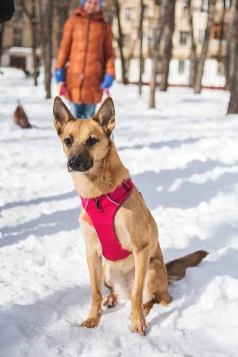 чили собака. бордер колли псс. чили собака. чили собака порода. бордер колли спасатель.