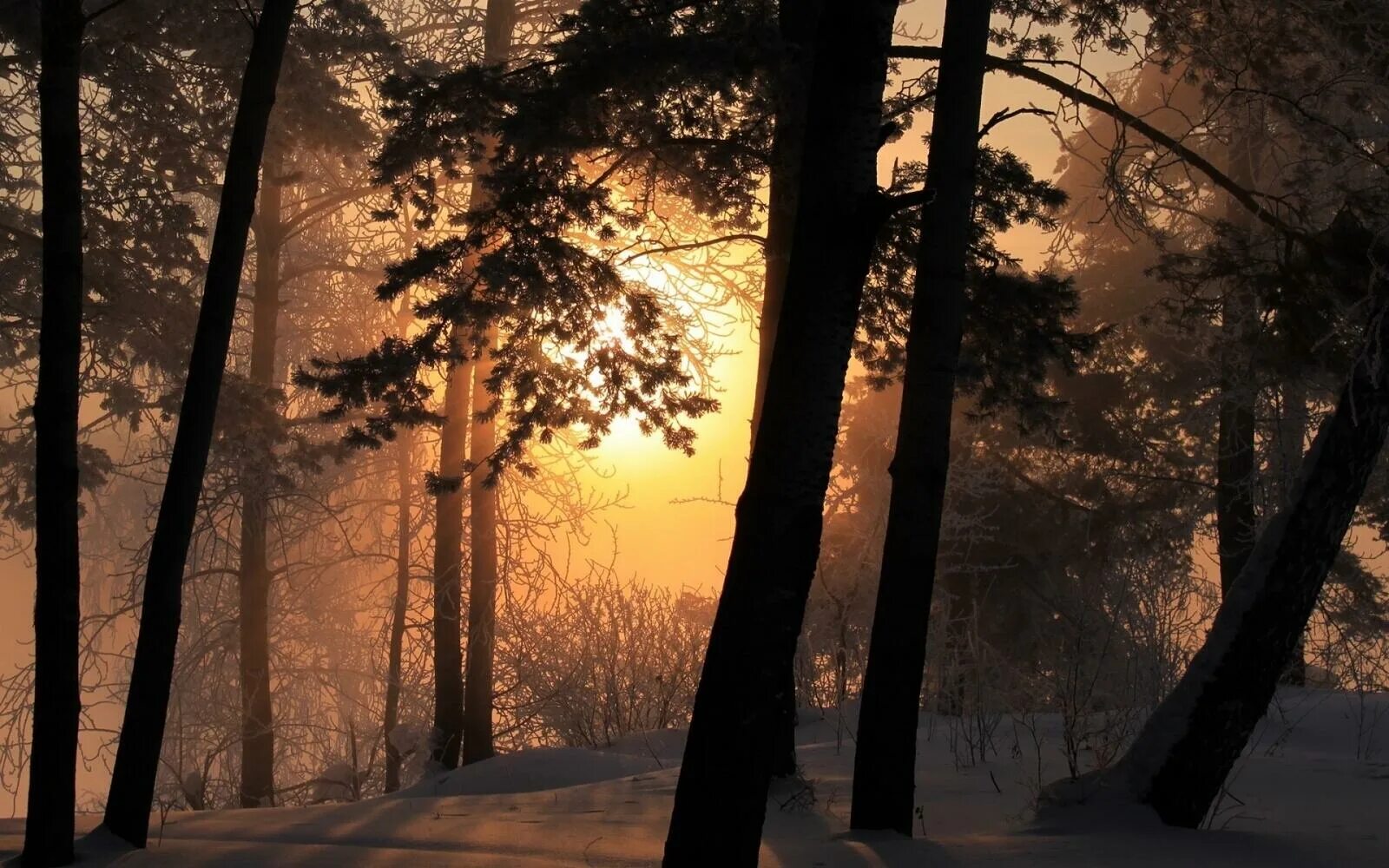 Зимний лес солнце. "Солнце в лесу". Лес вечером. Рассвет в лесу. Лес солнце и звезды
