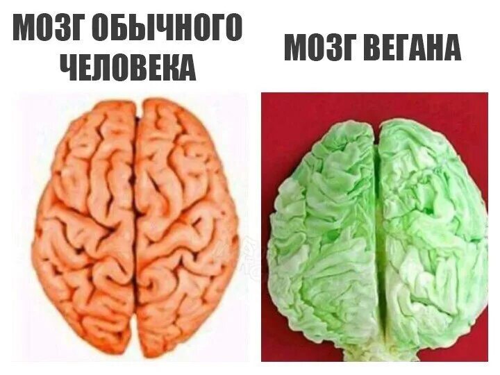 Мозг прикол. Мозг вегана. Мозг обычного человека мозг вегана.