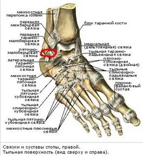 Косточка на ноге название