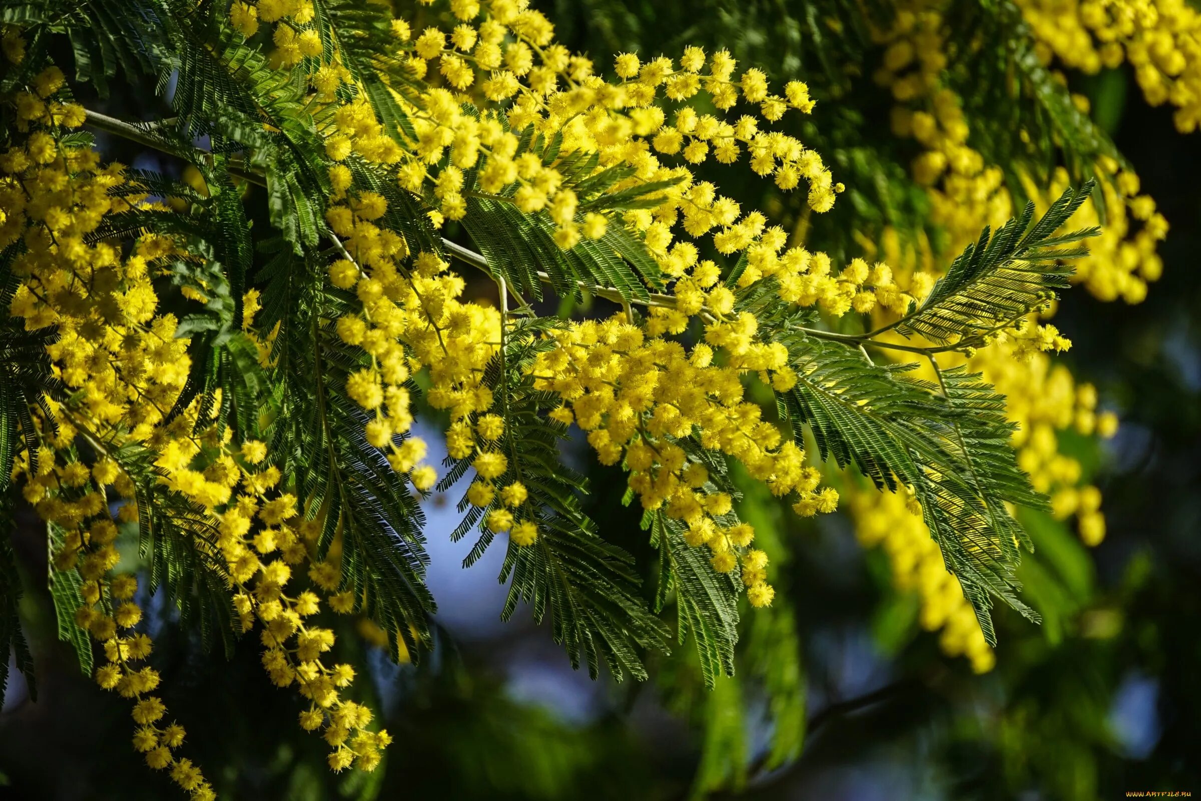 Мимоза обои на рабочий стол красивые. Акация Мимоза. Мимоза Acacia dealbata. Акация серебристая (Acacia dealbata). Мимоза Акация Абхазия.