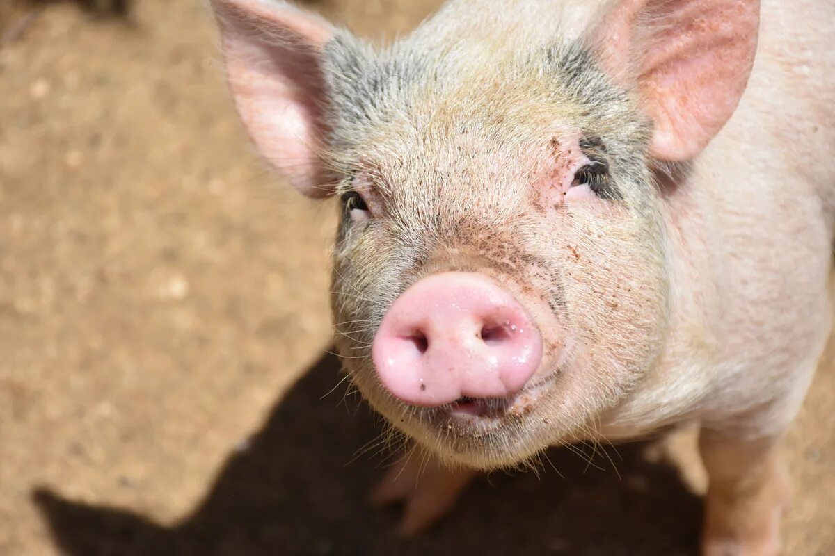 Pig looking. Pig looking
