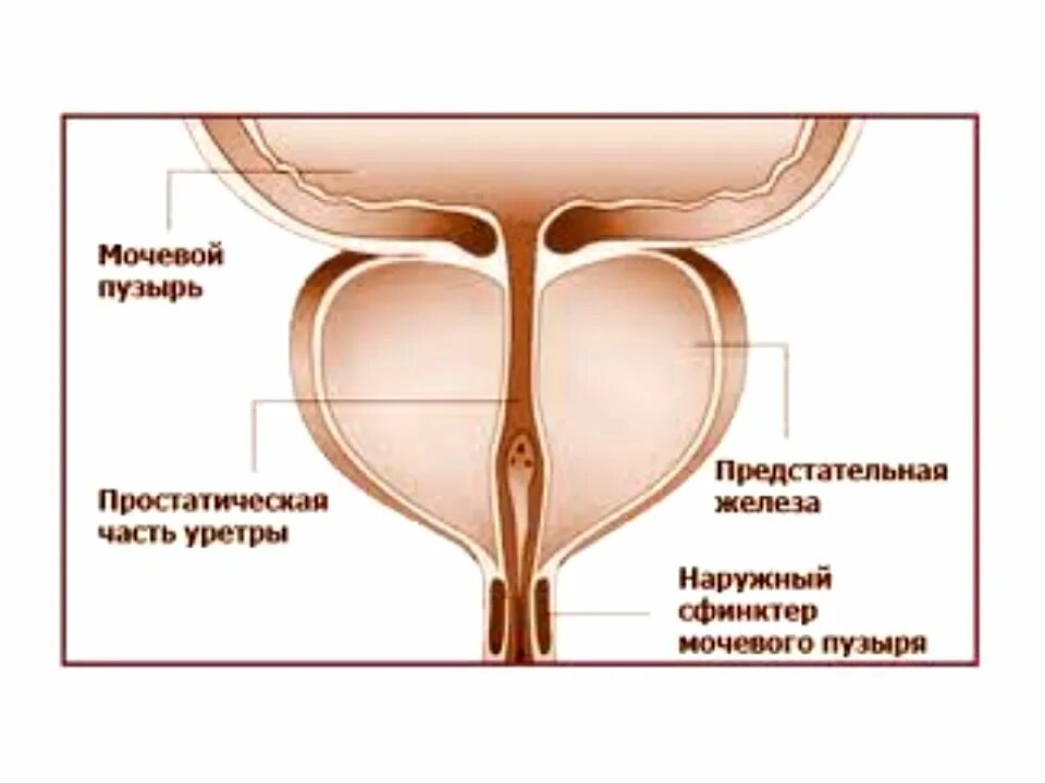 Семенной бугорок анатомия. Предстательная железа и уретра. Гипертрофия семенного бугорка. Семенной бугорок предстательной железы. Уретра предстательной железы