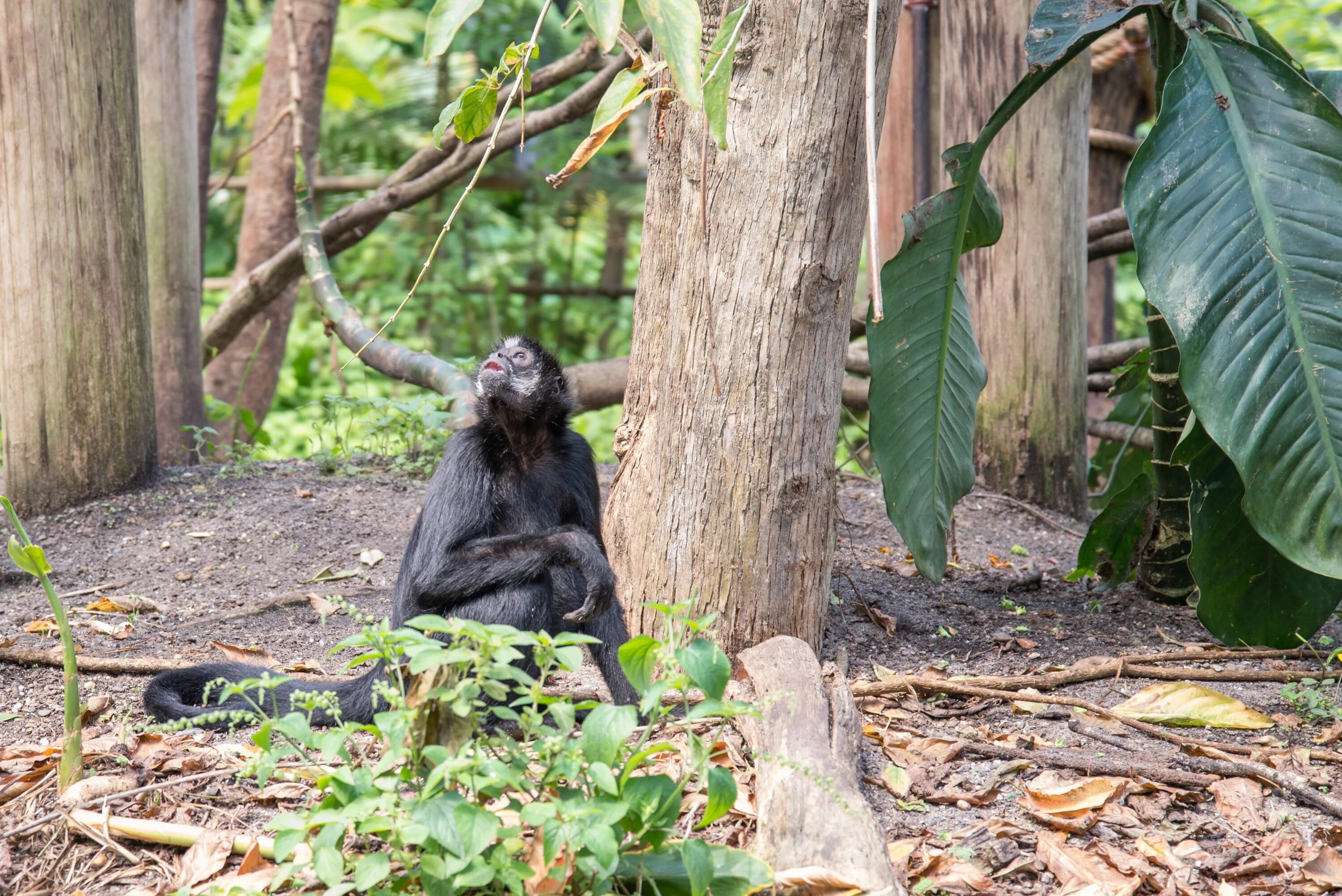 Monkey calling