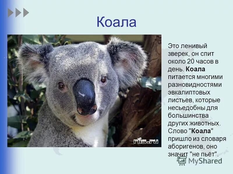 коала в красной книге или нет