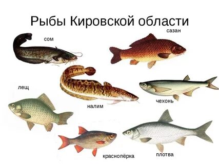 Река белая какая рыба водится