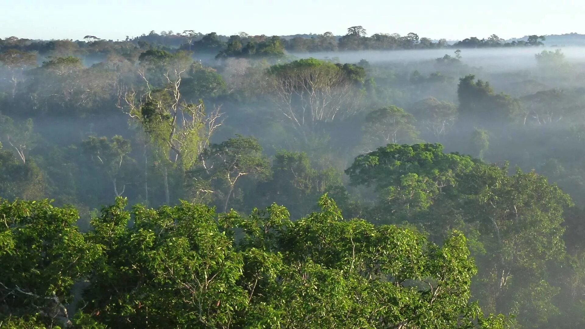 Amazon borneo congo. Тропические дождевые леса Амазонии. Тропические леса амазонки в Бразилии. Бразилия тропические леса Сельва. Амазонские джунгли Бразилия.