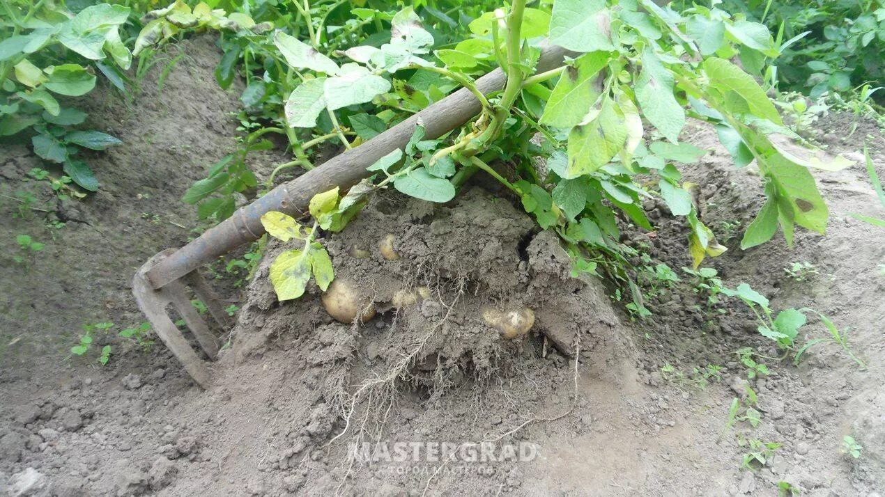 Картофель в гребни. Посадка картофеля в гребни. Гребневая посадка картофеля. Гребневый метод посадки картофеля.