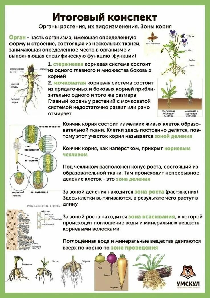 Какую тему для проекта взять по биологии Жизнь бактерий 5 класс 44/48
