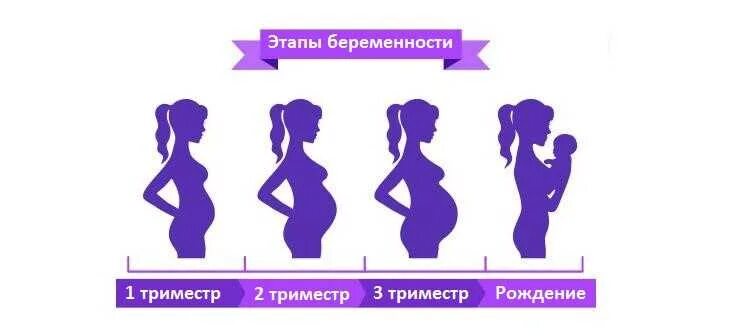 Когда начинается 2 триместр. Триместры беременности. триместры беременности по неделям. 2 триместр беременности. триместры беременности по месяцам.
