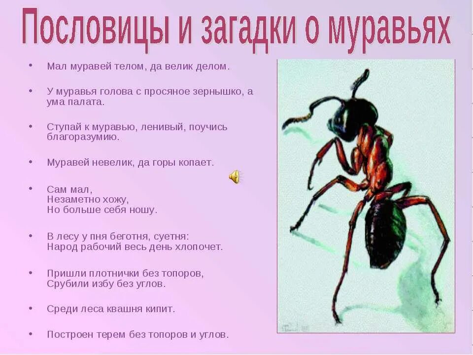 Комар пословица
