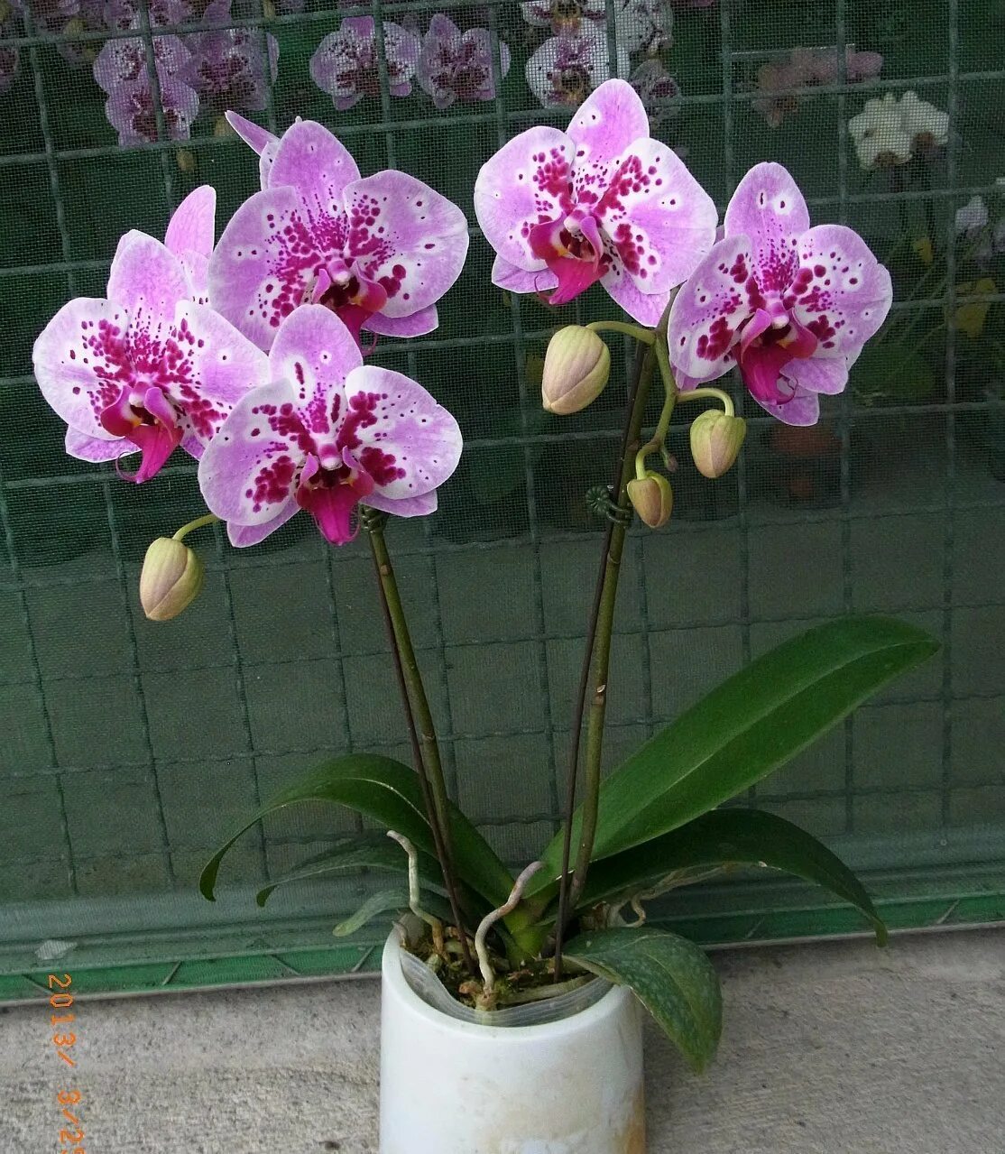 Орхидея бухарест фото Орхидея сорт Бухарест купить в Армавире, цена 300 руб., продано 7 сентября 201