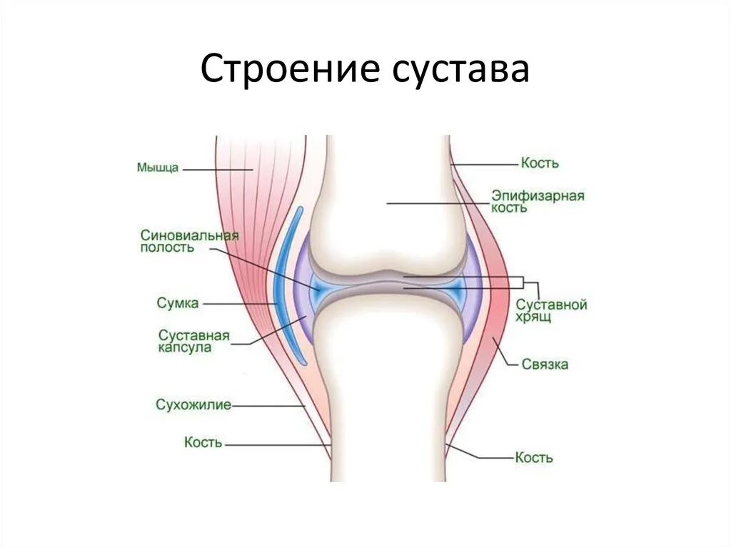 Сустава взрослого человека