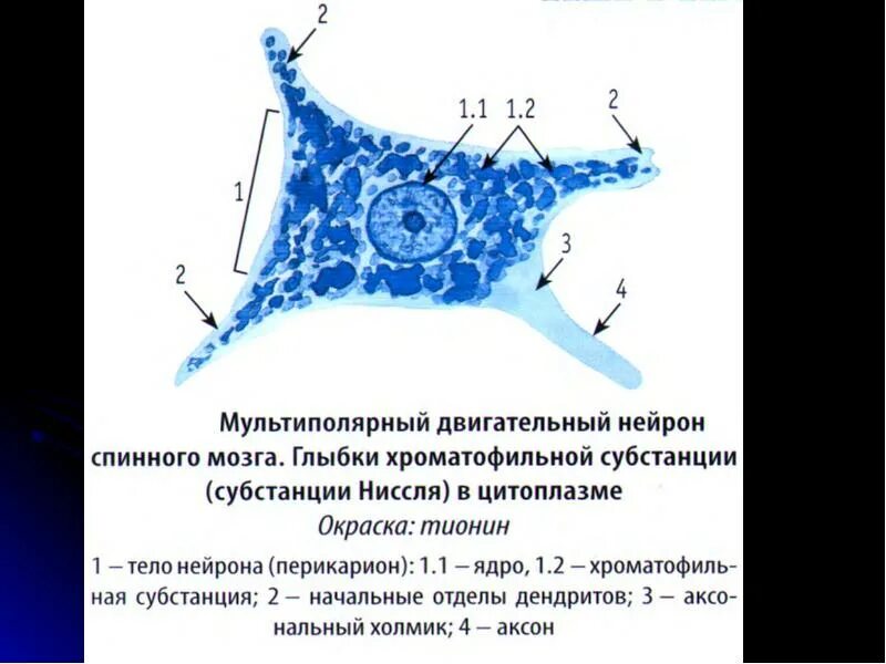 Тигроид гистология. Тигроид в нервных клетках препарат. тигроид в нервных клетках спинного мозга. хроматофильное вещество ниссля в нейронах спинного мозга.. субстанция ниссля в нервных клетках.