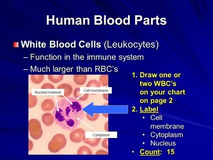 Blood function