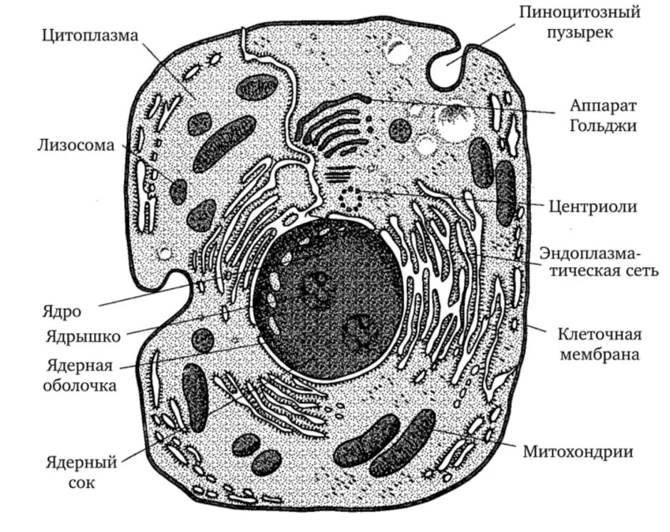 Какую клетку можно увидеть. Схема строения животной клетки. Схема строения животной клетки для 11 класса. Строение эукариотической растительной клетки. Схема строения живой клетки по данным электронного микроскопа.