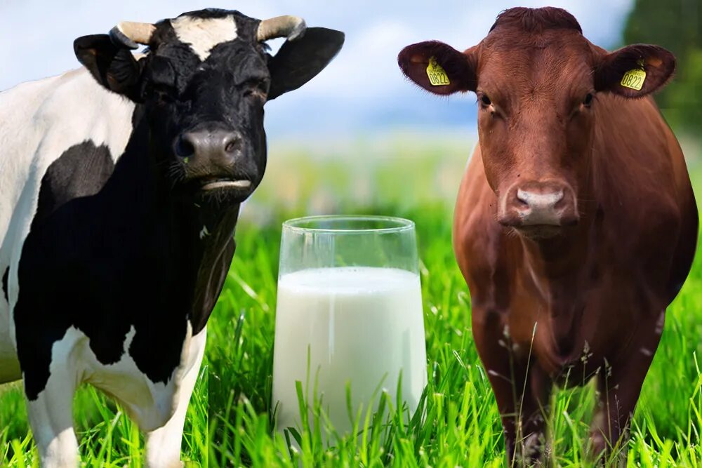 Молоко полученное от коровы 5. Корова молоко. Красивая корова. Молочная корова. Молоко домашнее.