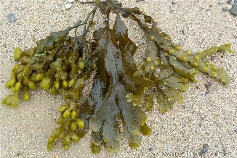 Фукус Спиралис. Фукус мелкопузырчатый. Бурые водоросли Fucus evanescens. Фукус исчезающий. Фукус водная или наземно воздушная