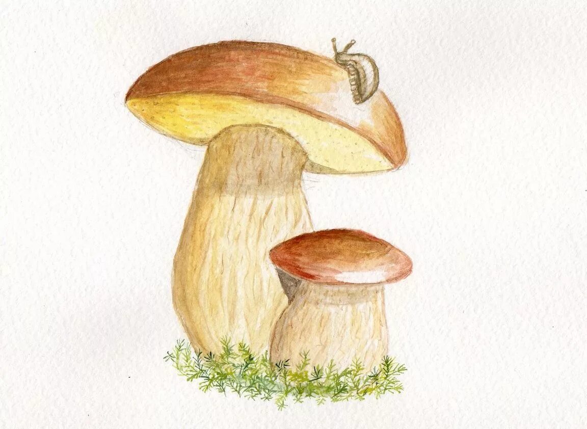 Грибы поэтапно. Гриб рисунок. Рисование грибы. Белый гриб для срисовки. Рисунки грибов карандашом.
