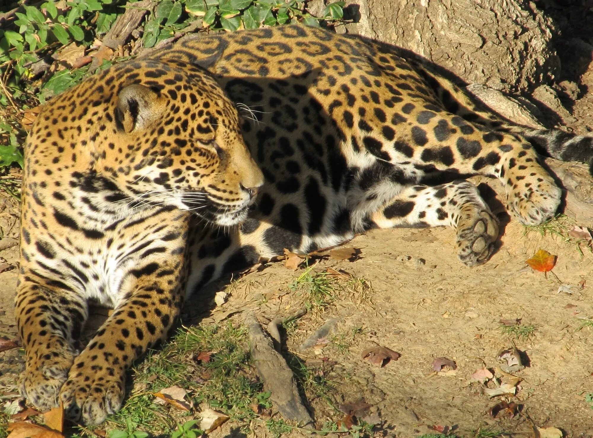 Яванский леопард. Леопард Оцелот Ягуар. Пятнистый Ягуар. Перуанский Ягуар (Panthera onca peruvianus)..