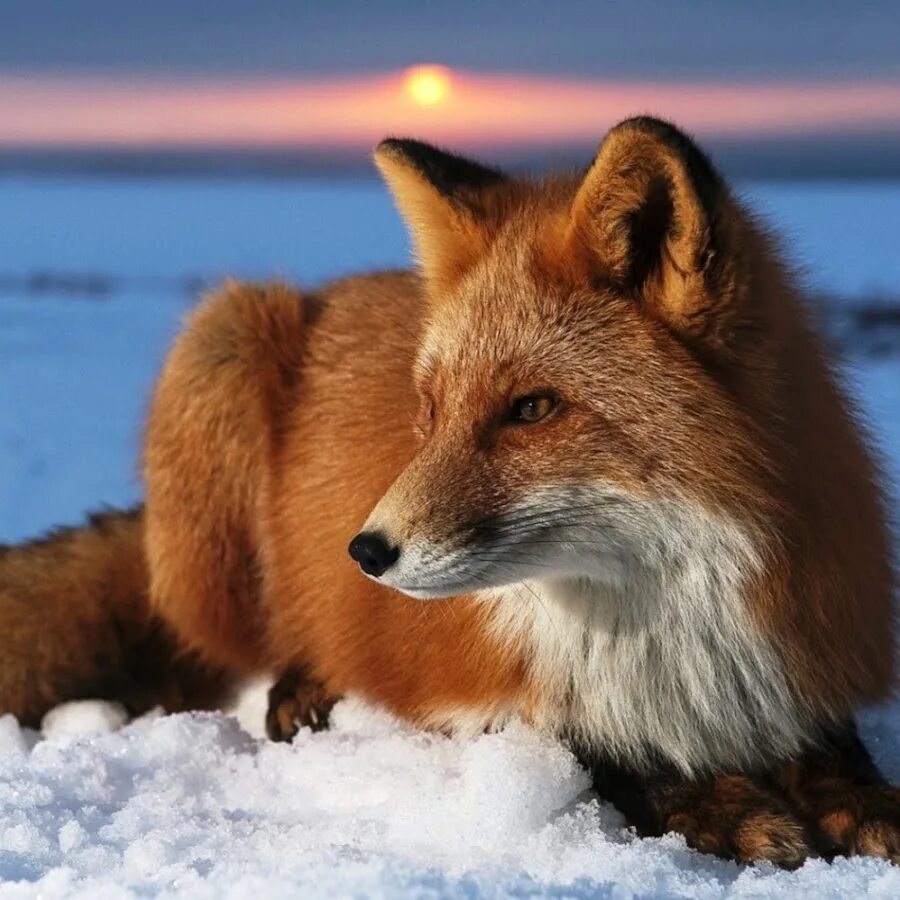 Foxes youtube. Лиса зимой. Обыкновенная лисица. Красивые лисы. Лиса в высоком качестве.