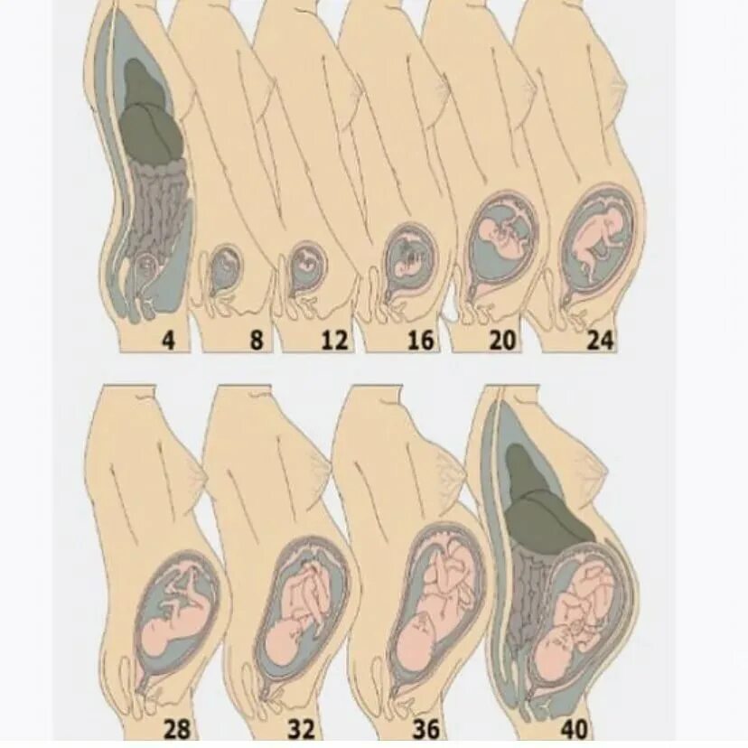 26 неделя схватки. Расположение матки на 12 неделе беременности. Зародыш по неделям беременности. Расположение ребенка на 12 неделе беременности. Стадии формирования плода по неделям беременности.