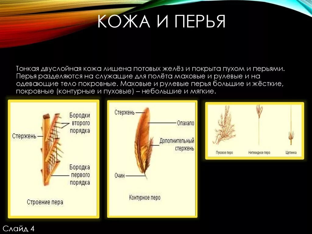 Кожа у птиц тонкая. Перо птицы строение. Строение пера и кожи птицы. Кожа и перья птиц. Строение пера и типы перьев.