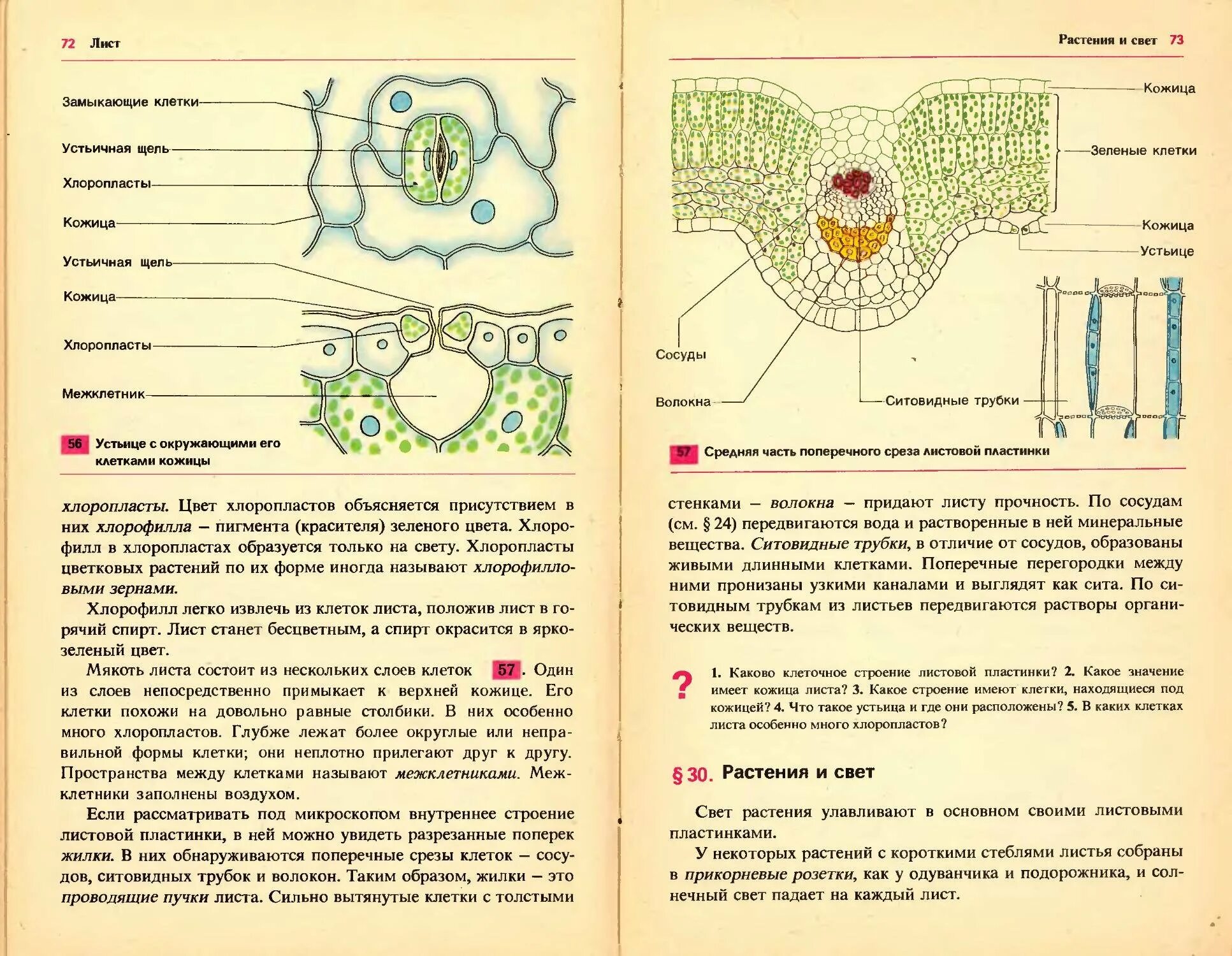 Какое значение имеет кожица листа. Клетки кожицы листа. кожица листа под микроскопом. строение кожицы листа. форма клеток кожицы листа.