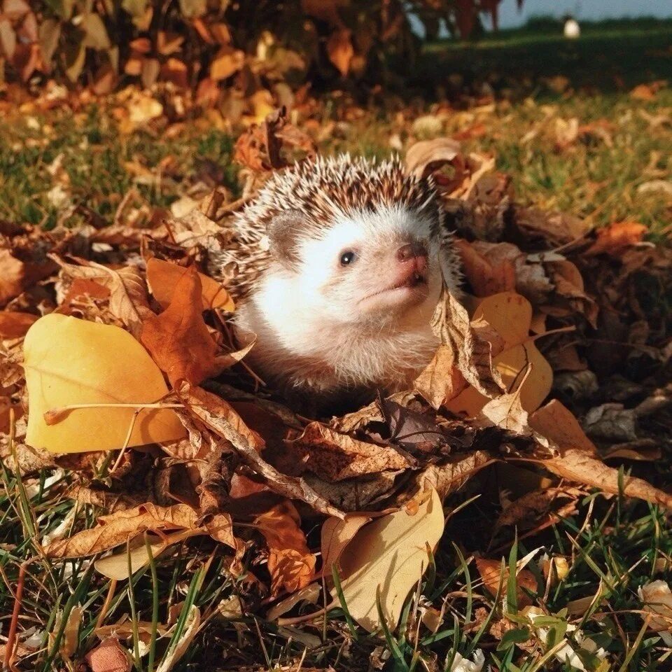 Ежик с листьями. Красивый ежик. Страница ежик. Обыкновенный ёж. Осенний ёжик.