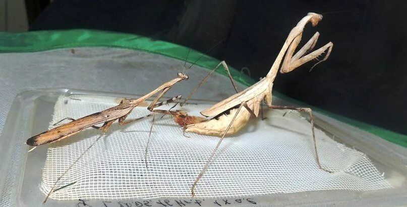 Богомол Pseudempusa pinnapavonis. Богомол самка и самец отличия. Пол богомола. Отличие самки богомола от самца. Богомол самка и самец